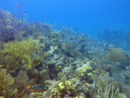 51 Reef IMG 3768
